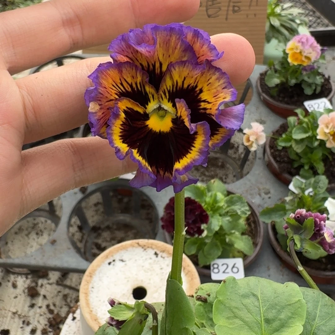 大部分花苞少量开放827