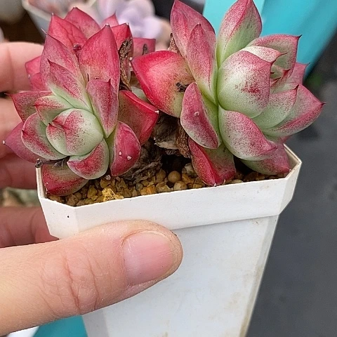 夜**兰550多肉植物老桩