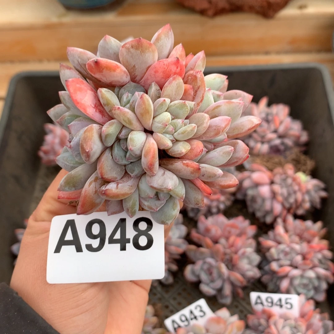 A948  S108橙梦露 9头 新年特惠