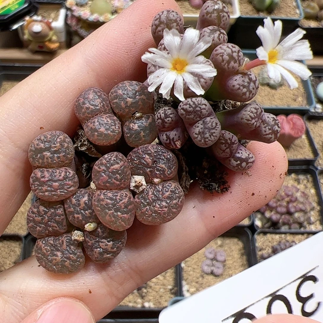 【闪购商品】305 开播福利