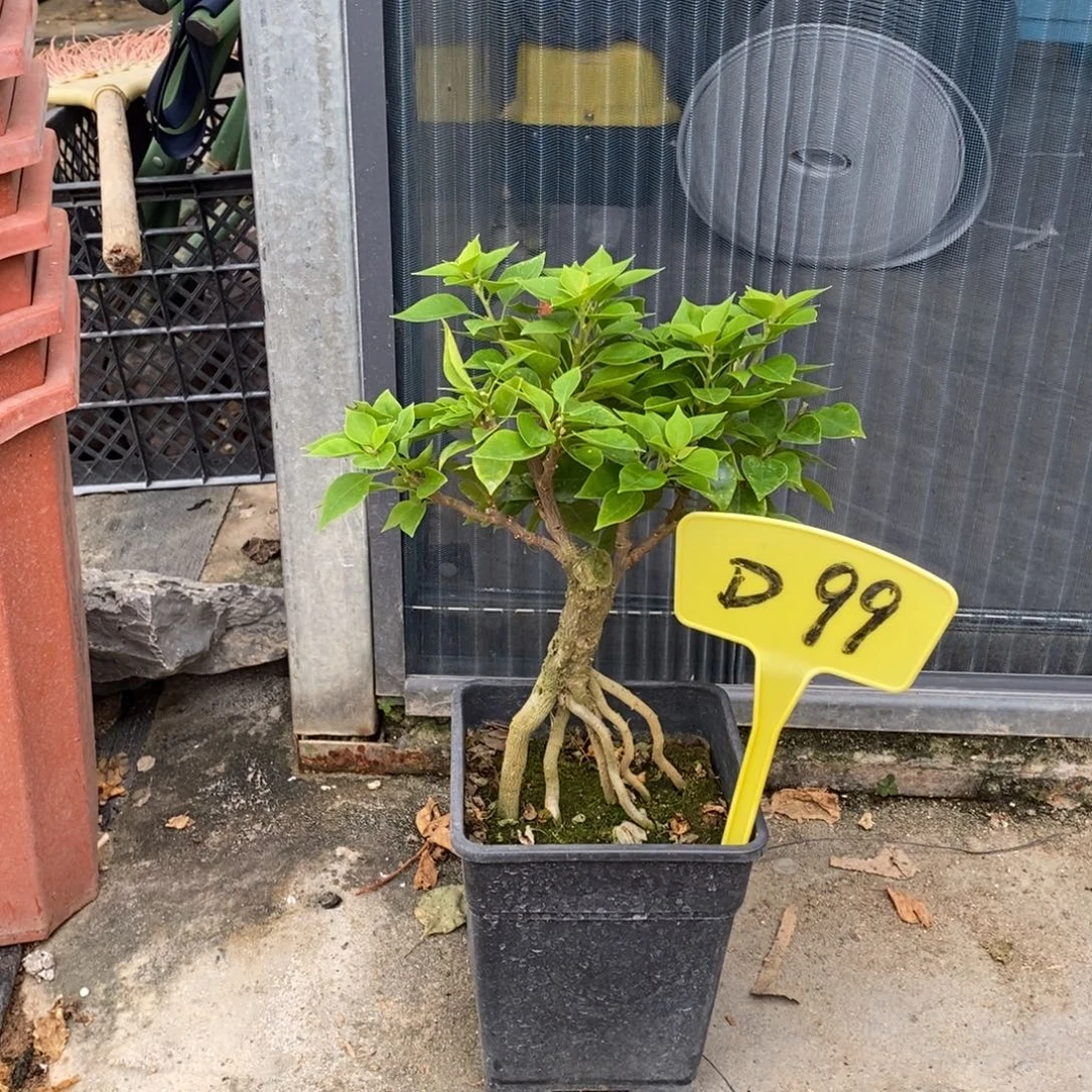 用***1无花朵三角梅塔紫D99