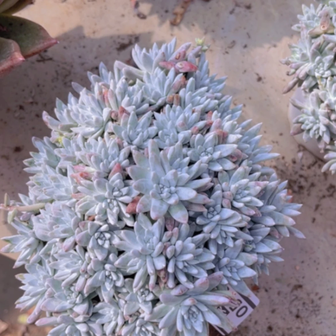 【闪购商品】白菊05151