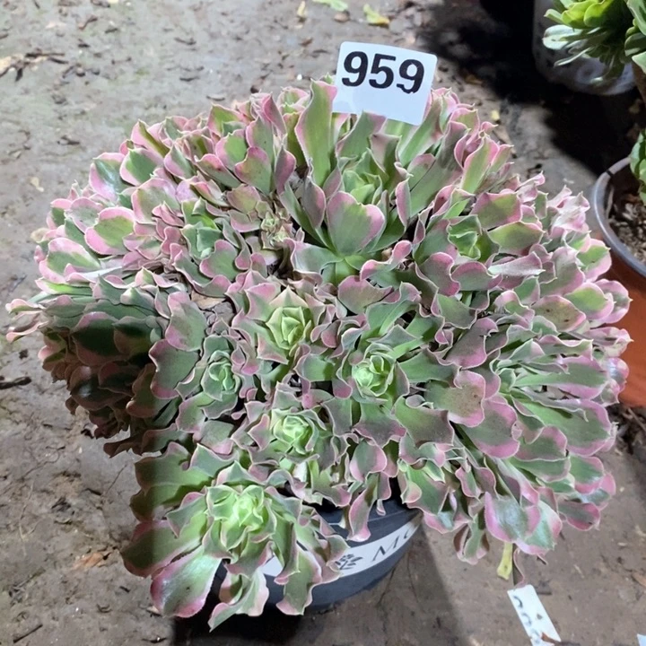 法师一物一拍959