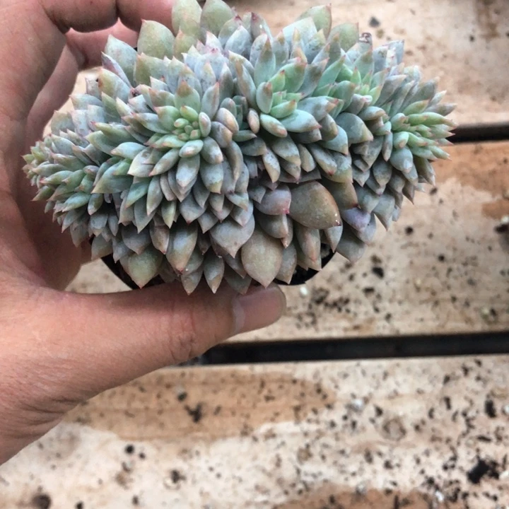 星影石榴籽福利出咯