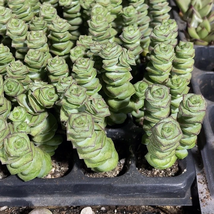 3颗一组小钱串3颗