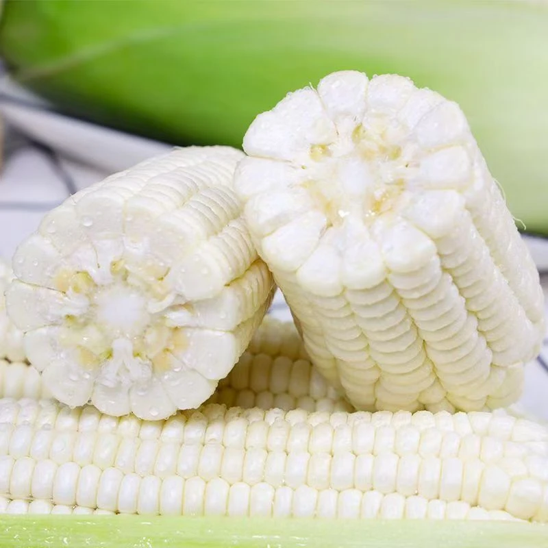 甜嫩爆汁牛奶爆浆玉米 新鲜采摘