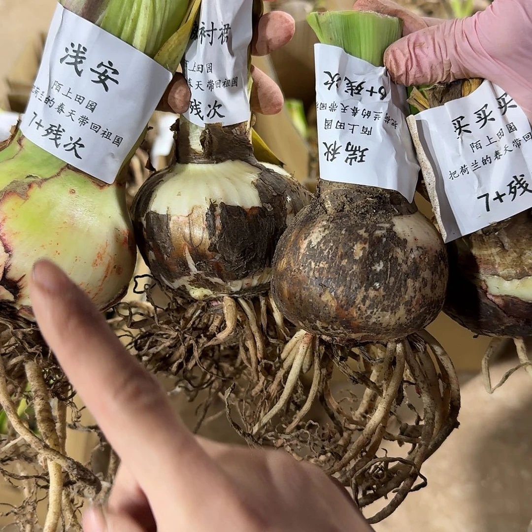 盒子1号朱顶红发发发