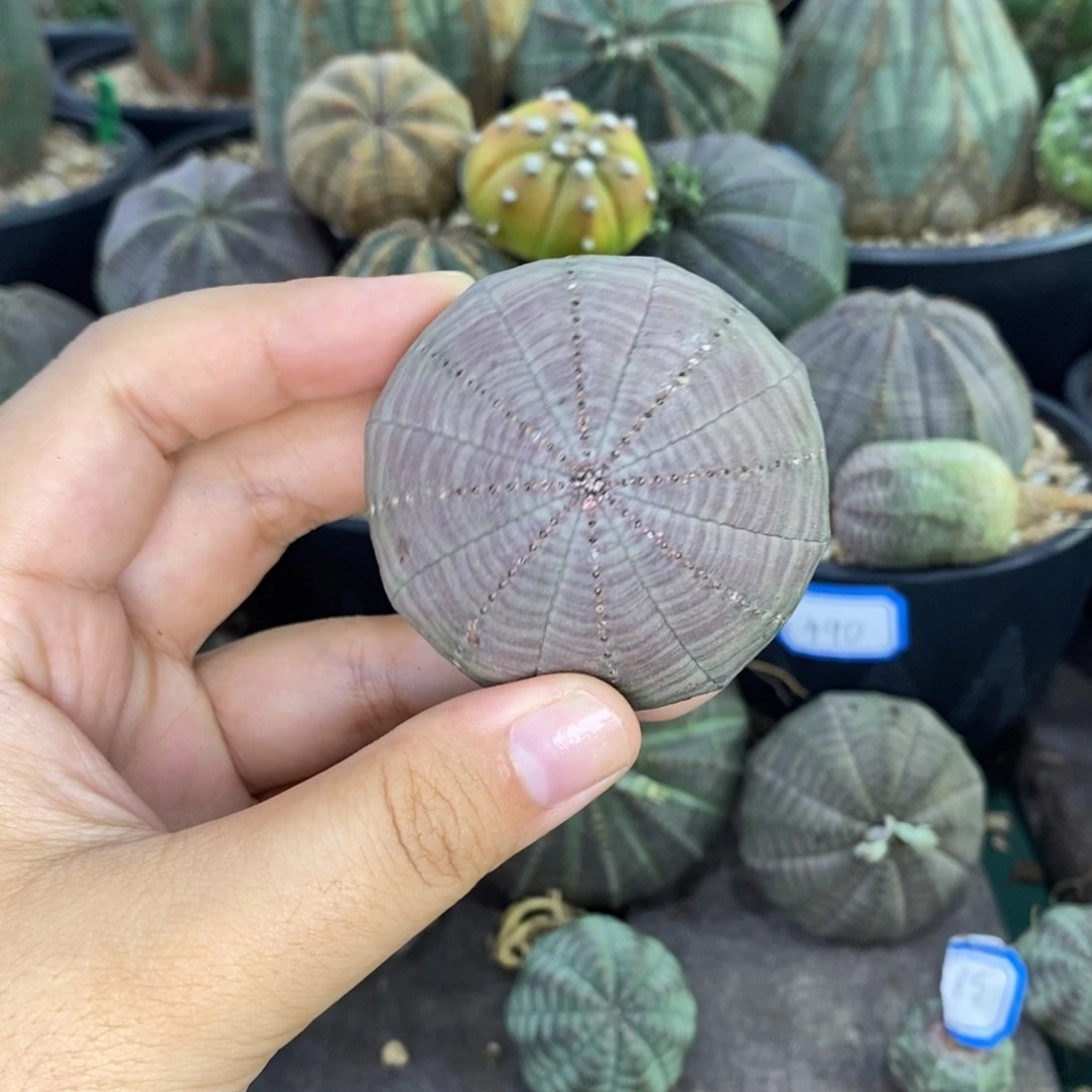 欧系实生布纹球 一物一拍