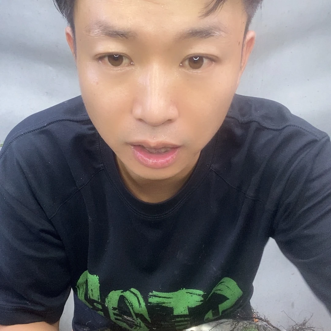上***跑无花朵老鸦柿瑰宝根