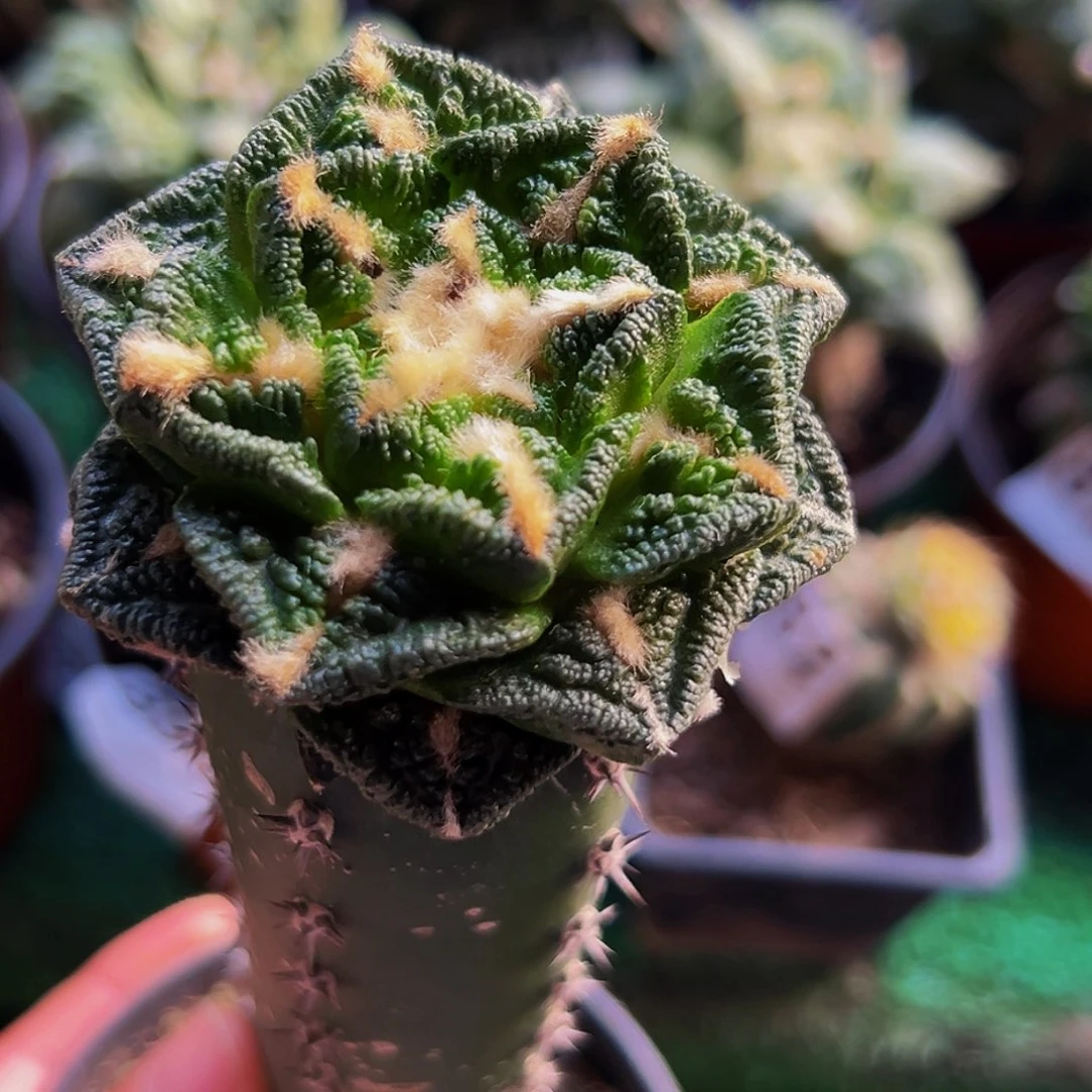 无花朵福利隔尤辛顿牡丹127