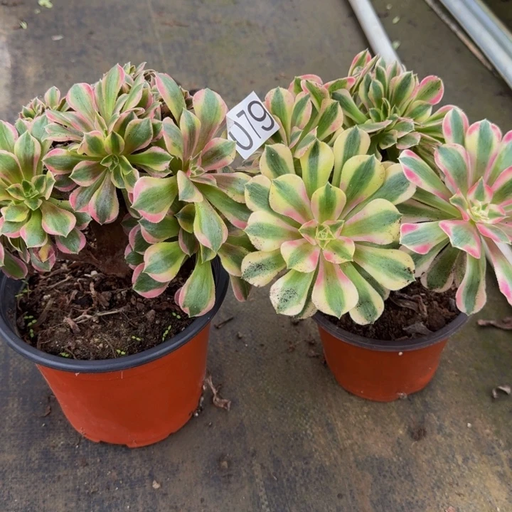 00000000000079女郎缀组合超福利价