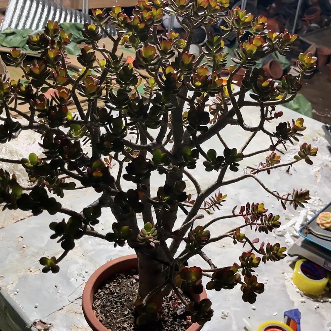 浅***唇即红花月超大58