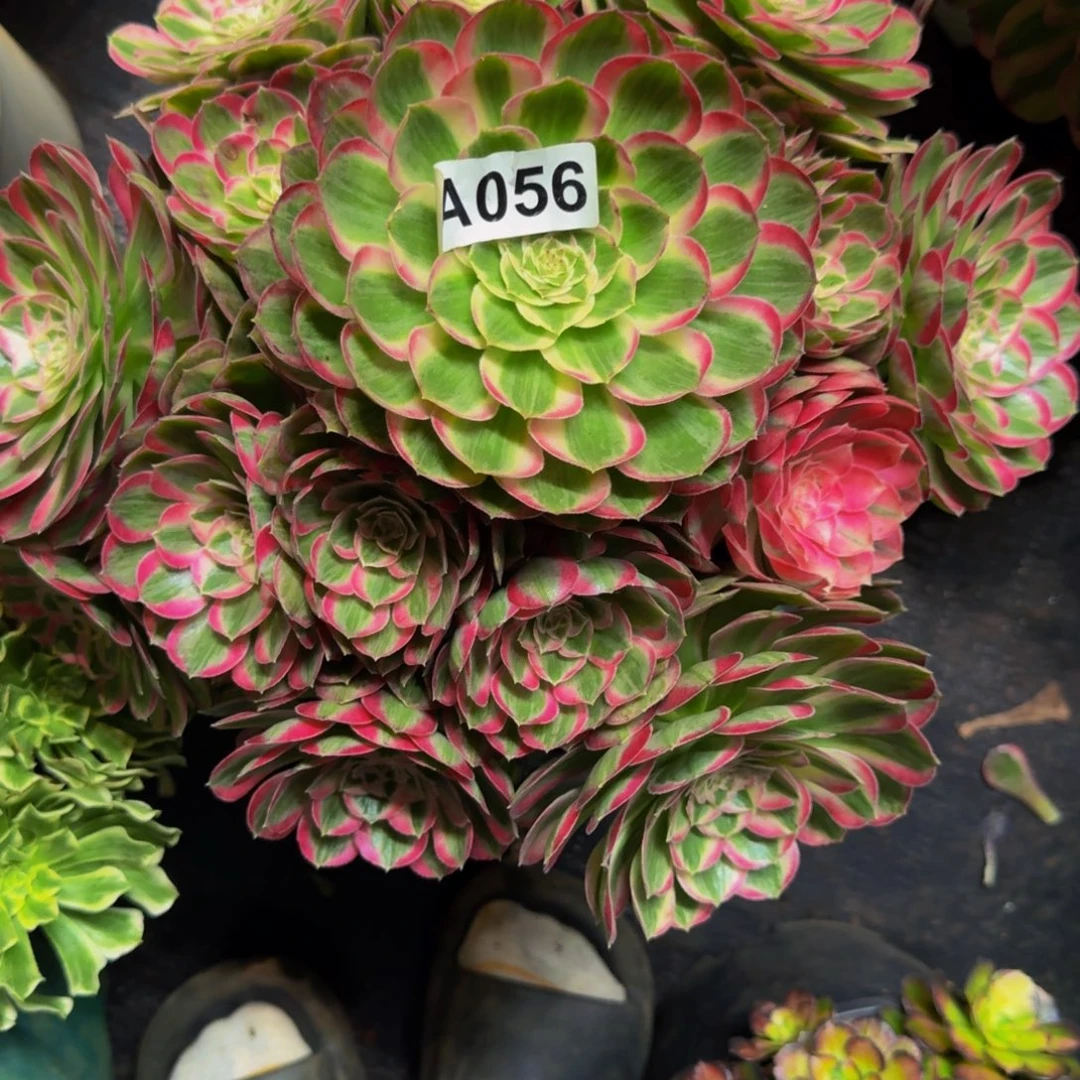 李***烨056多肉植物法师号