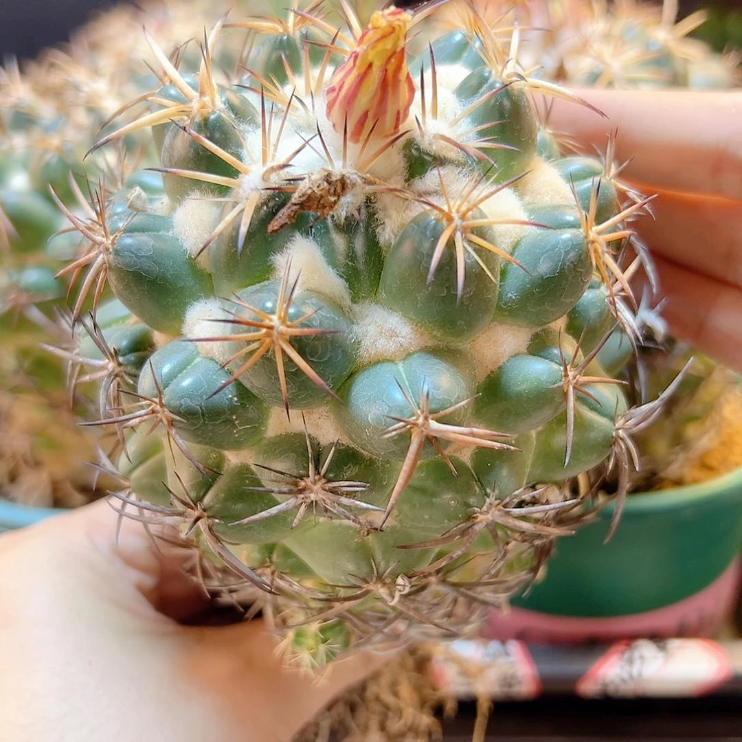 实生菠萝球天司象牙8.5公分