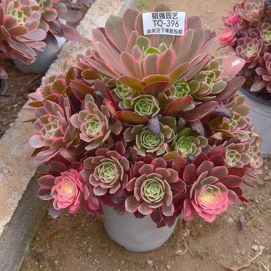 用****8女妖多肉植物五号396