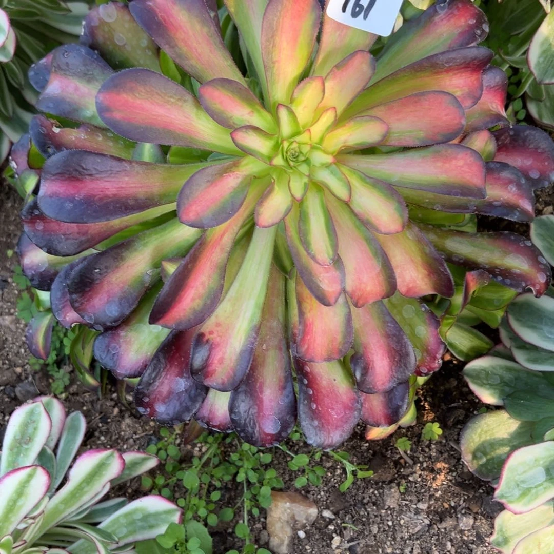 161红日多肉多肉多肉植物