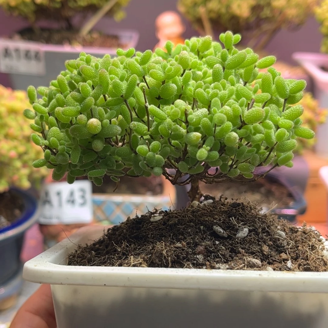 23蜜桔糖球优选枝干