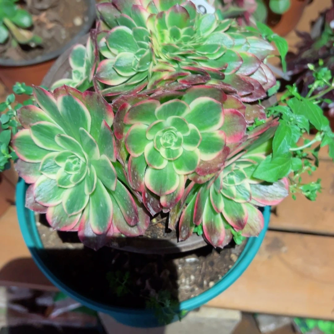 379 号多肉植物新年