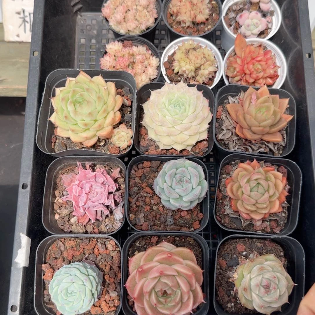 框拍框拍0210-148