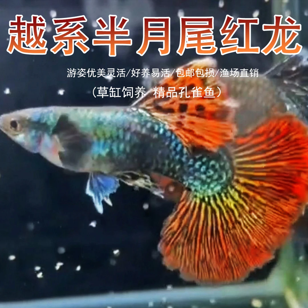 精品越系半月红龙热带小型观赏鱼