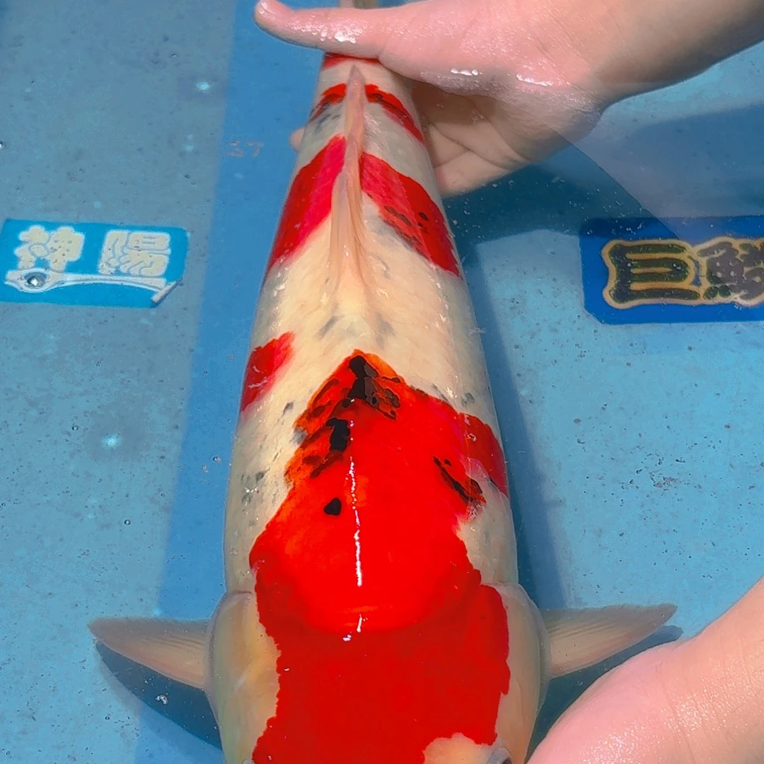 锦鲤板井蓝宝石大正锦鲤