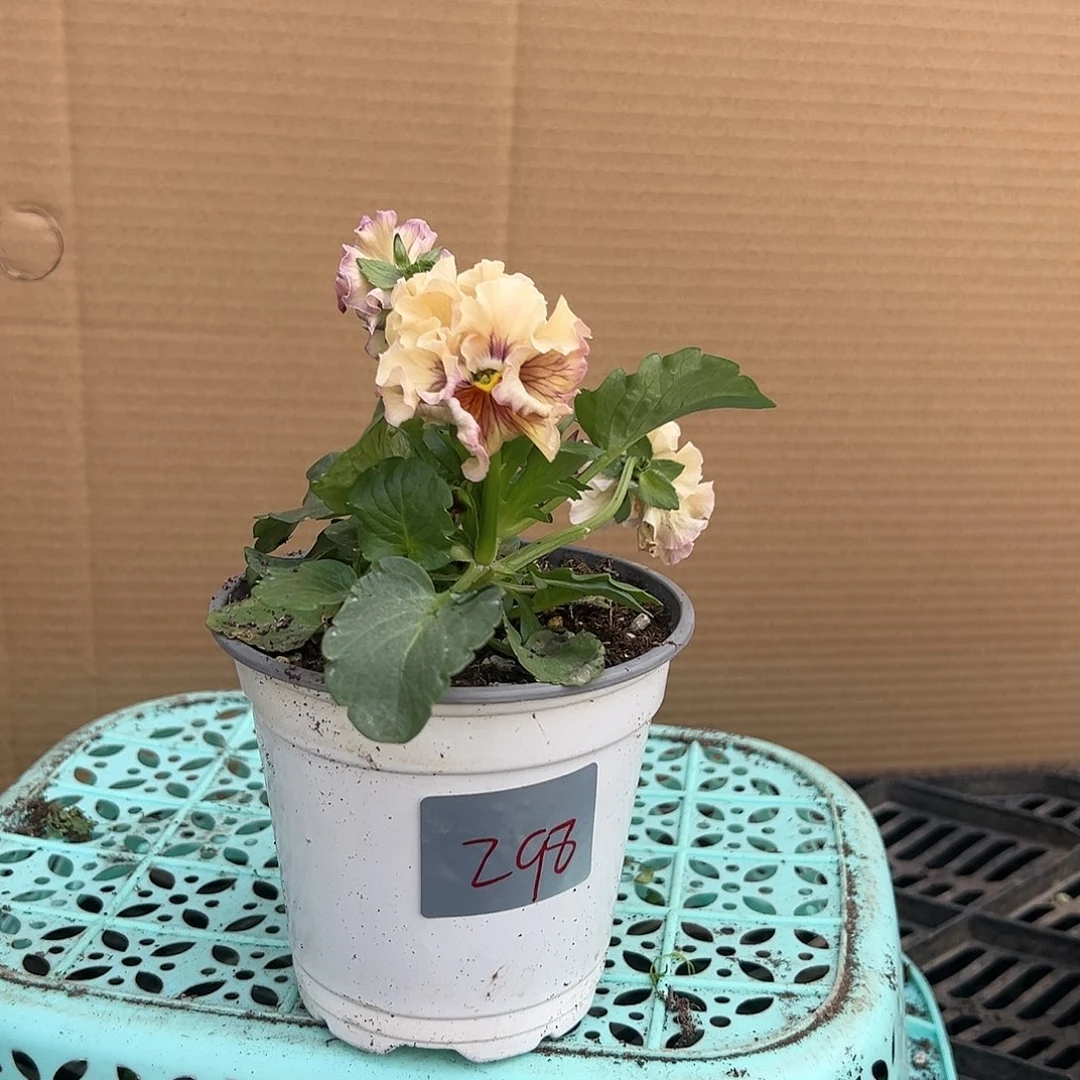 【闪购商品】完全开放298号