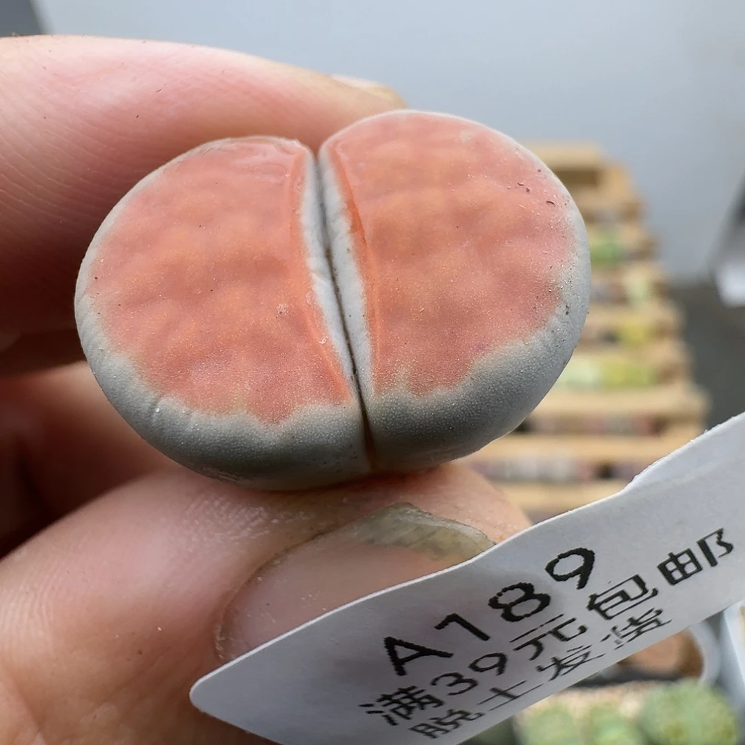189多肉哈哈哈哈哈哈哈