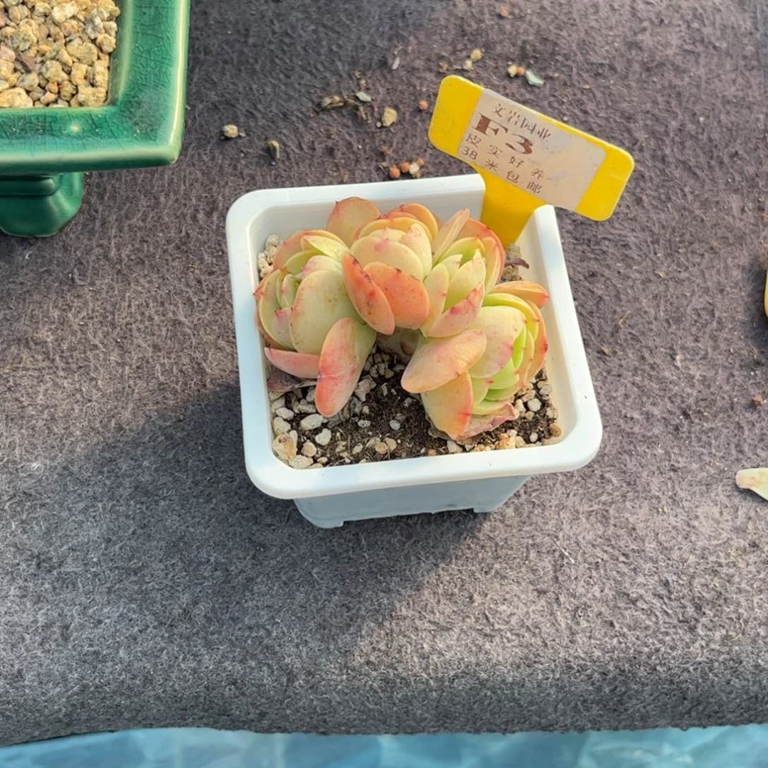 花***?多肉植物1111碧淘11111