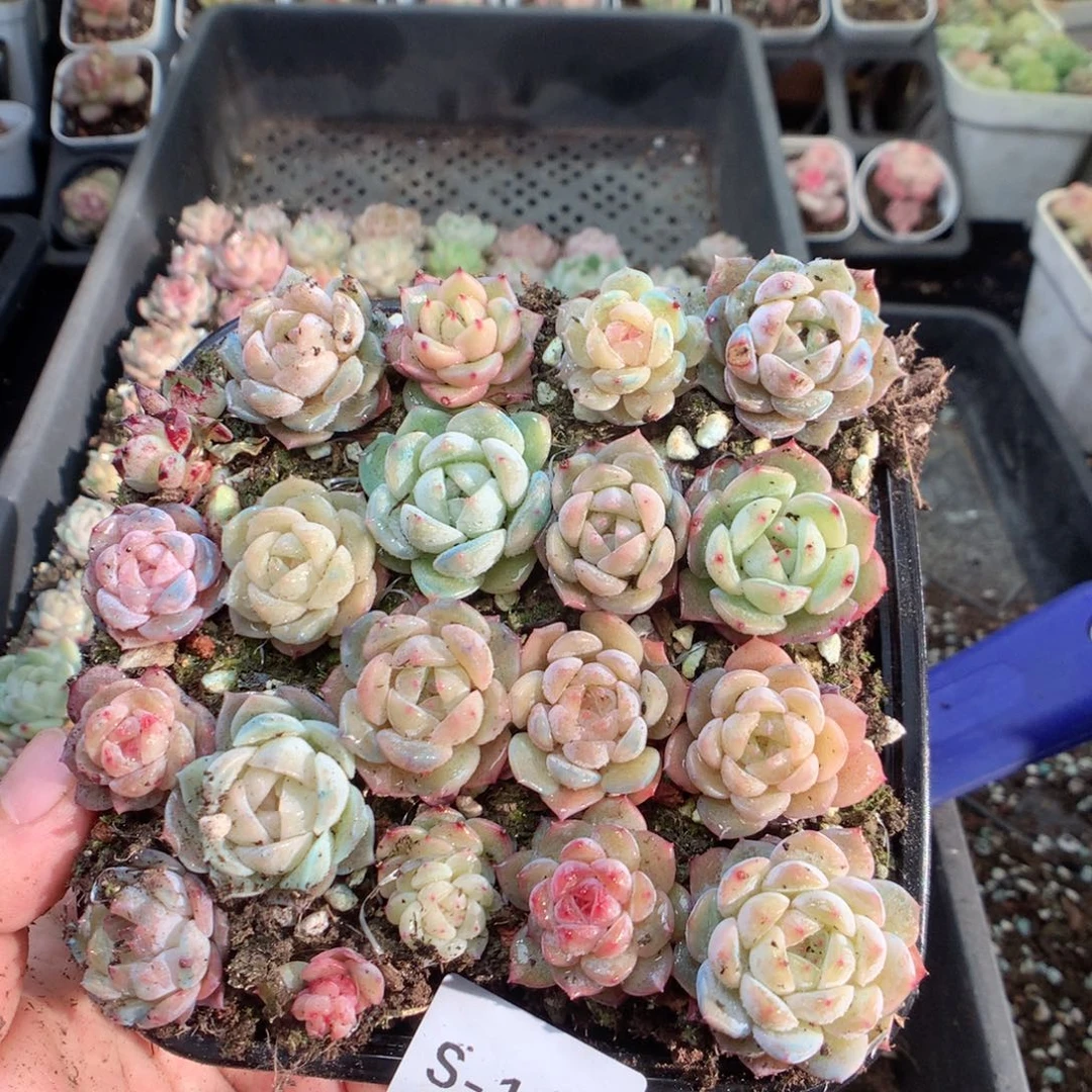 无花朵S12月英语英语