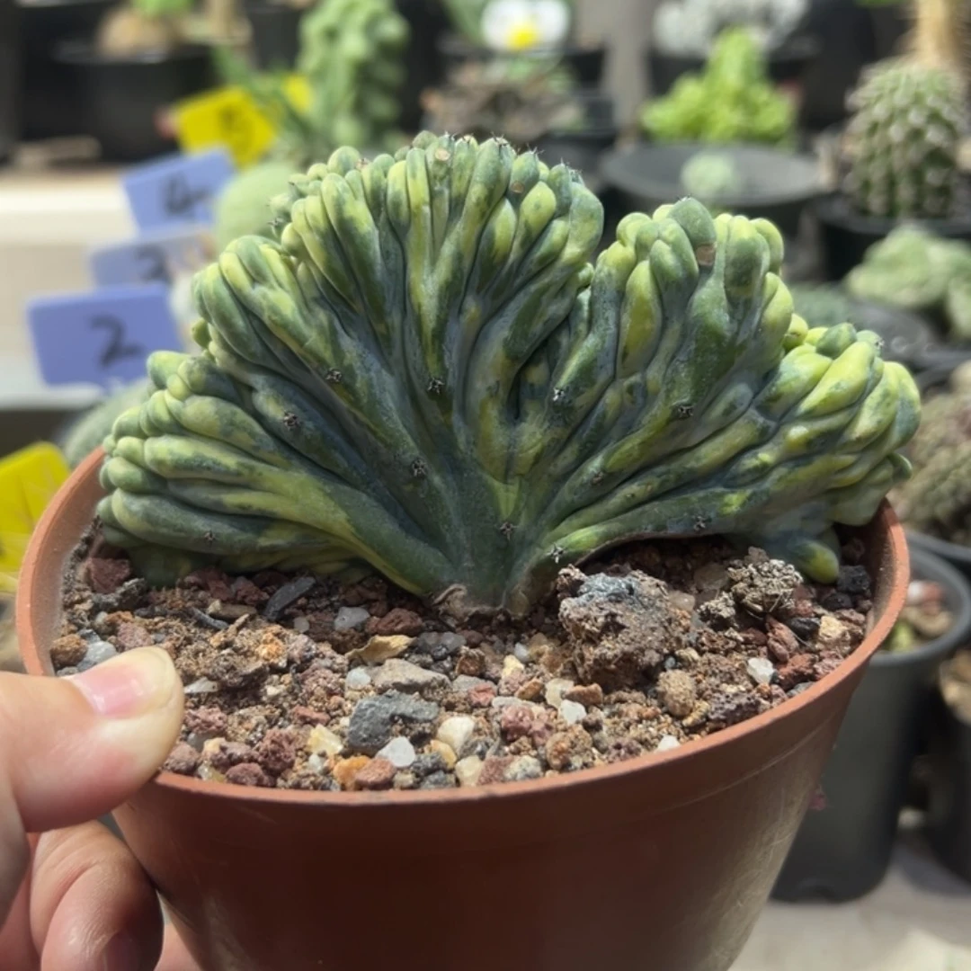 龙神木缀化锦带盆11111111