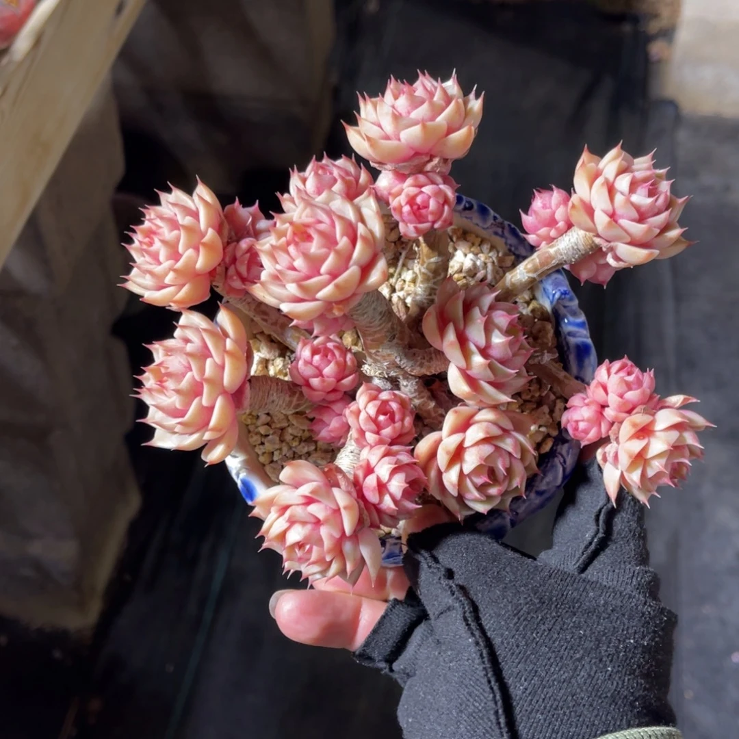 本吧 一物一拍不支持退换