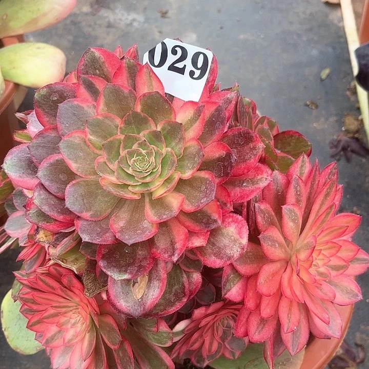 春****5黑膜锦06029