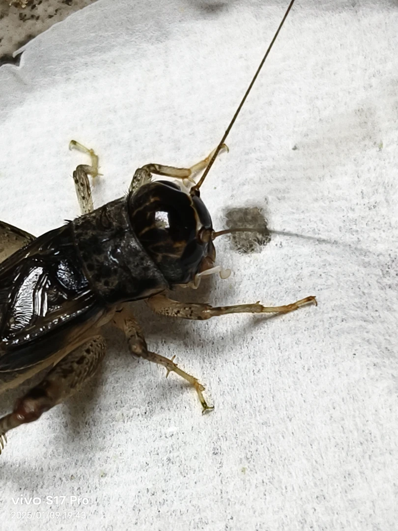 乐陵蛐蛐，娱乐直播