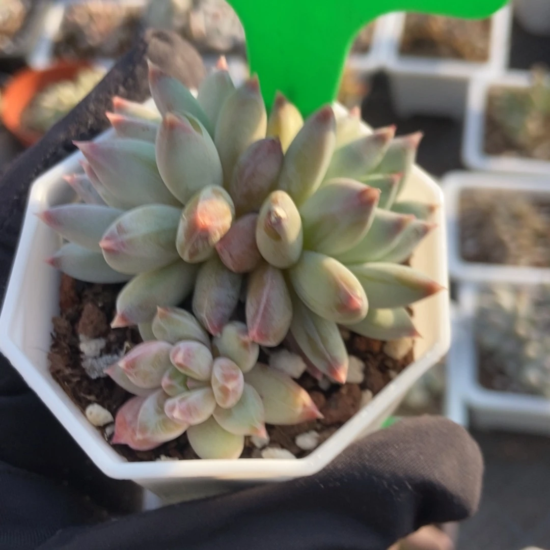 1663梦幻美人多肉植物