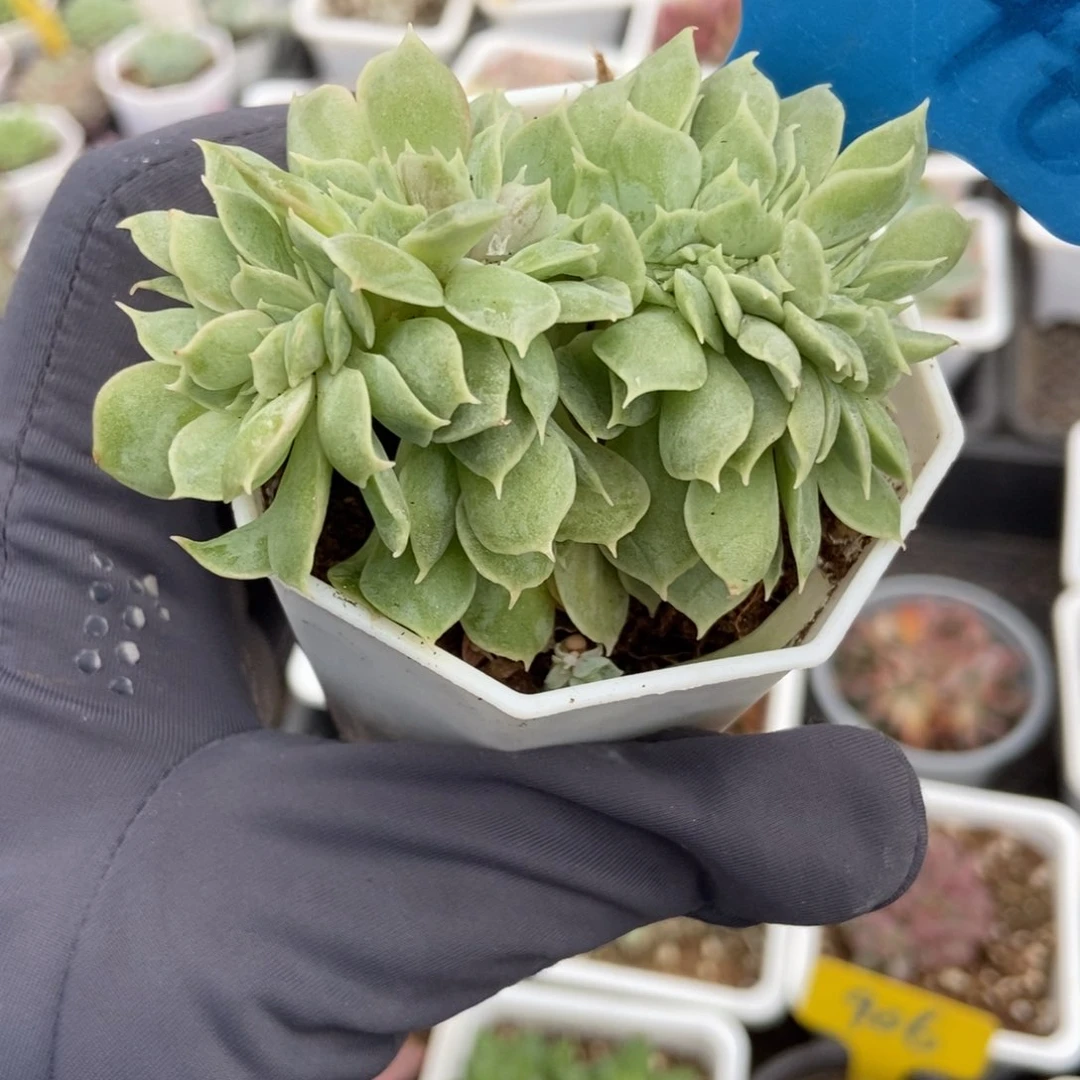 2046昂斯诺缀多肉植物保护