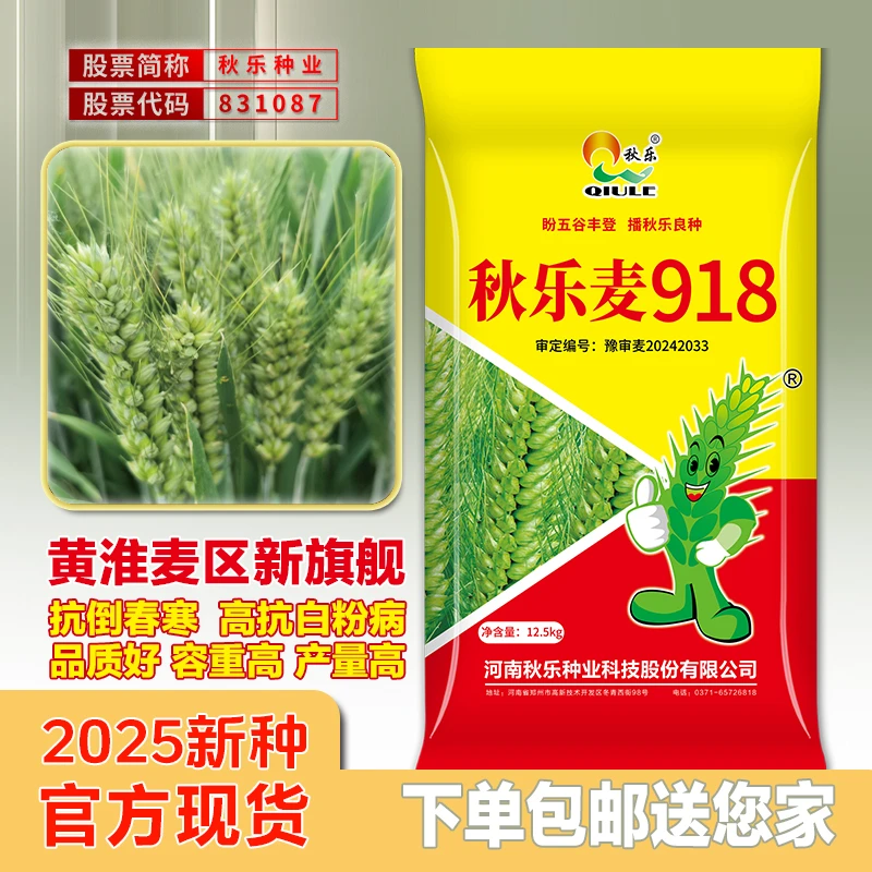 秋乐【秋乐麦918】高产抗病抗倒大穗小麦种商品性好品种种植