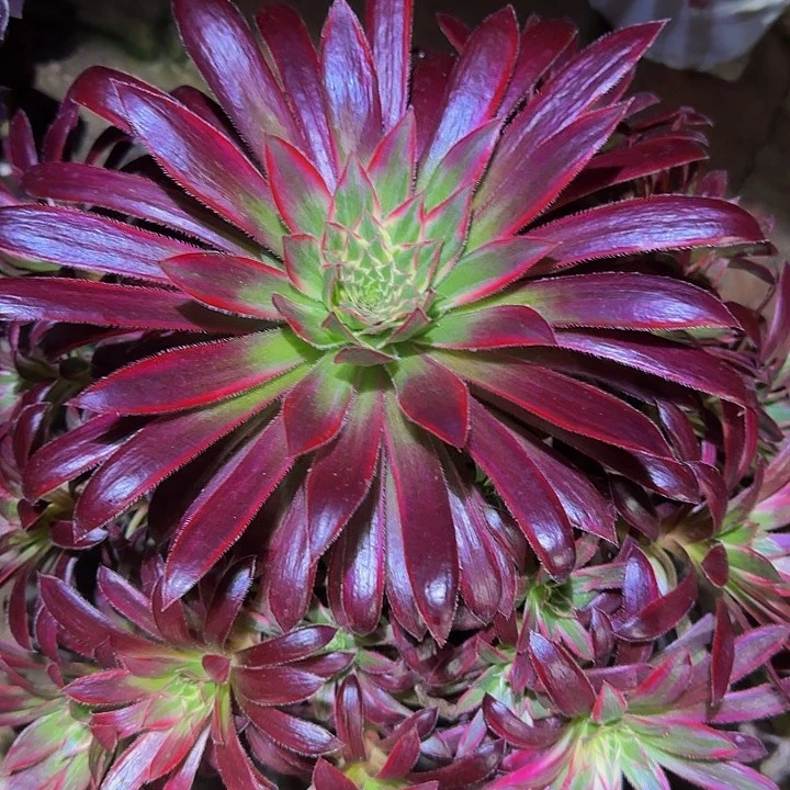 精品惊鸿仙子老桩亏本福利