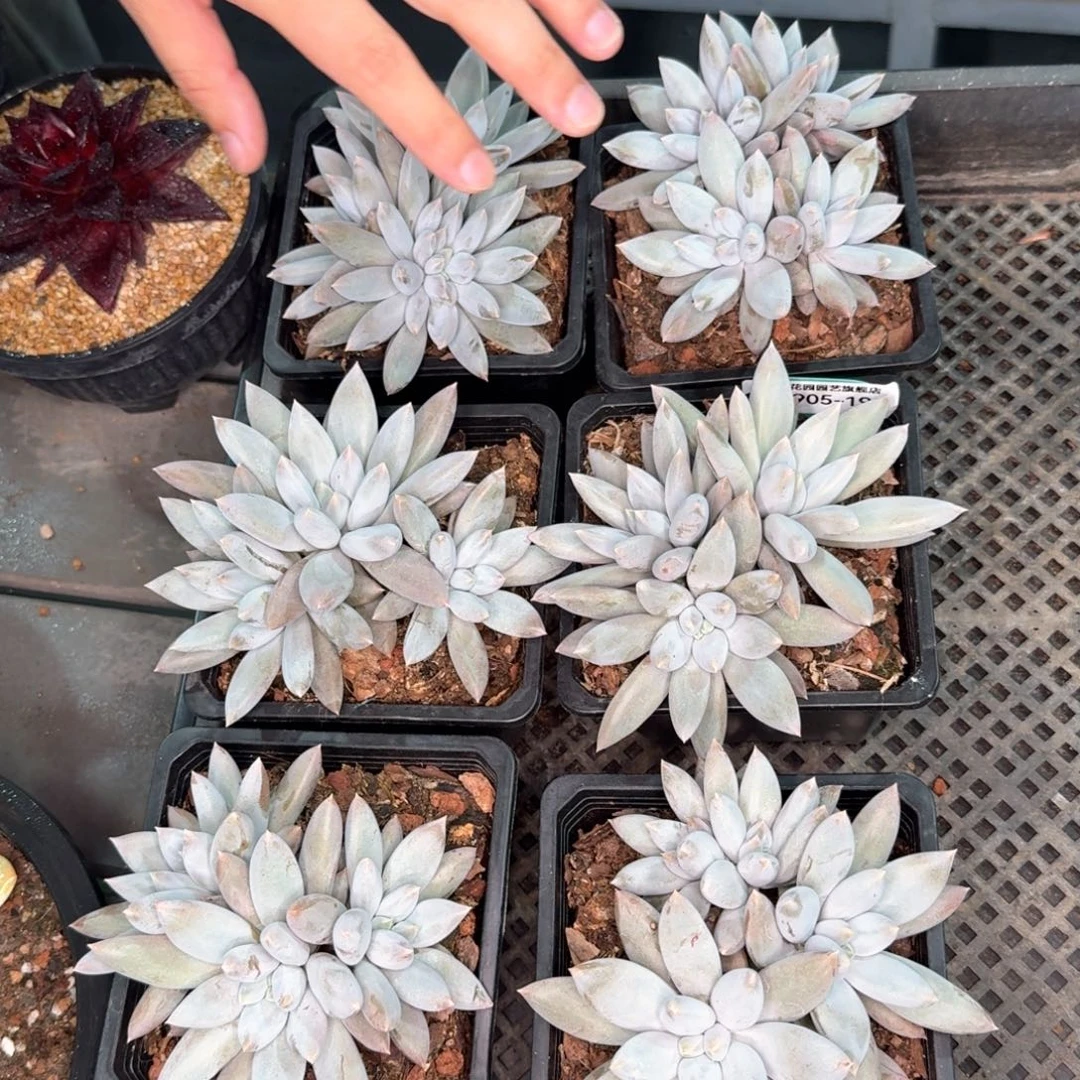 从前慢多肉精选编号0905.195