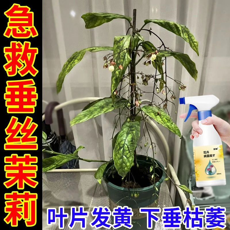 垂丝茉莉专用营养液专管黑斑病黄叶病黑腐病枯萎下垂不开花生长慢