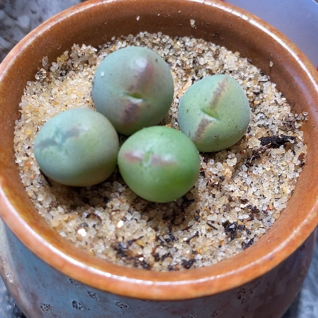 1325桃割娘杂交一颗。