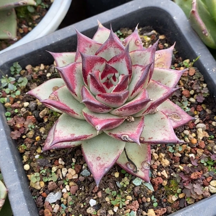 D699- 直播福利乌木