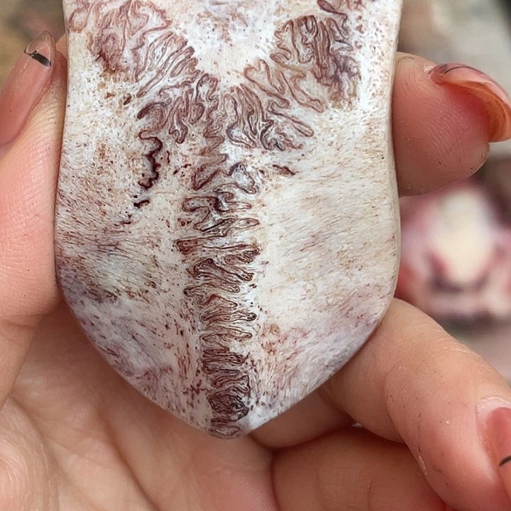 养殖鹿骨三界牌子