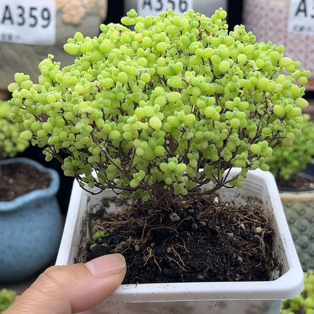 30蜜桔糖球优选枝干番杏