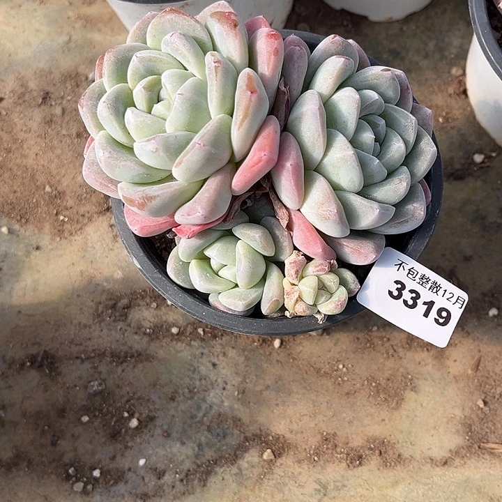 阿雅园艺。     3319