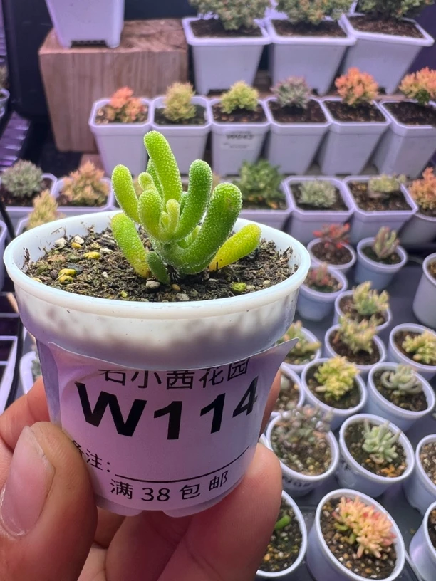 毛毛熊专拍多肉植物枝干番杏小星星黄化锦
