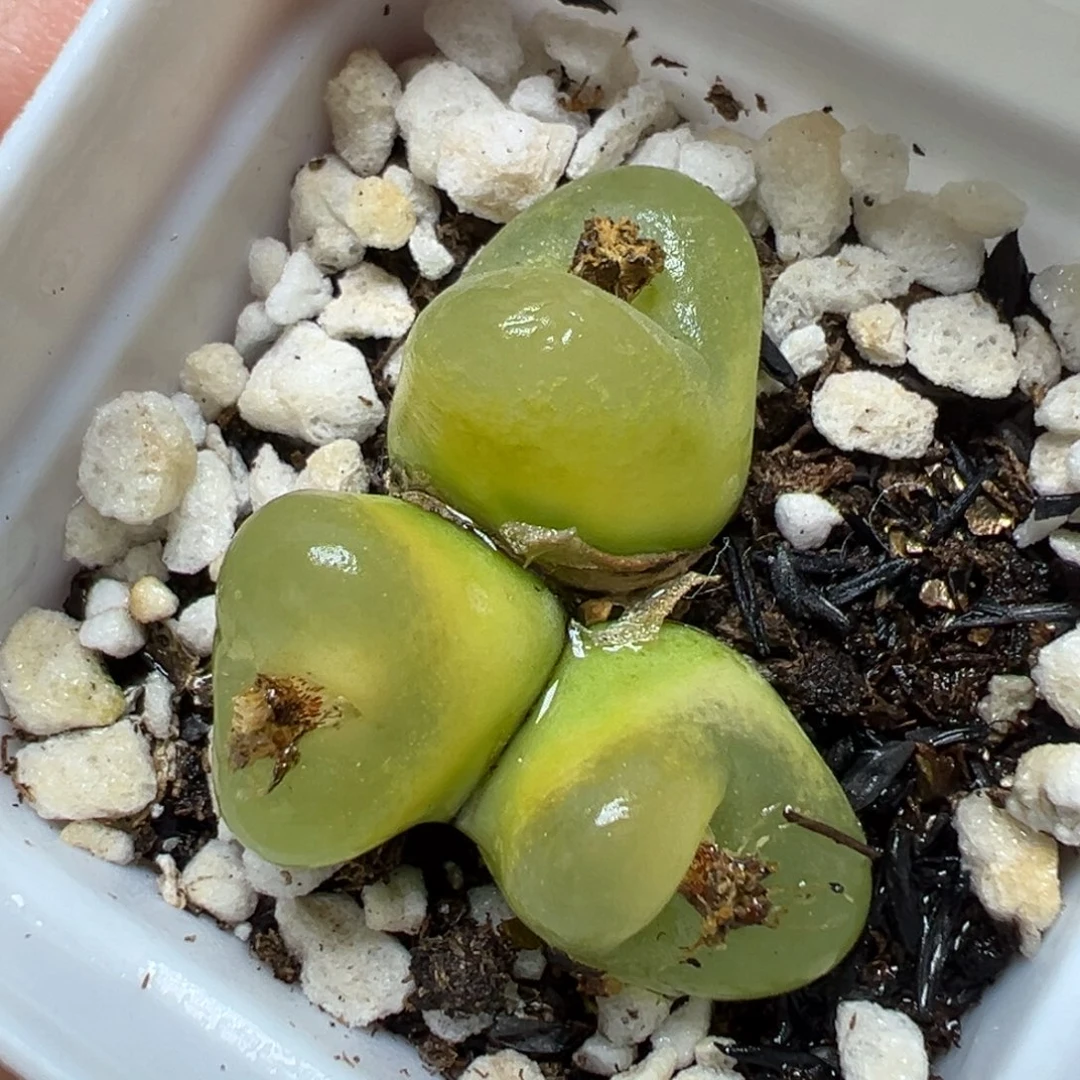 【闪购商品】1099……