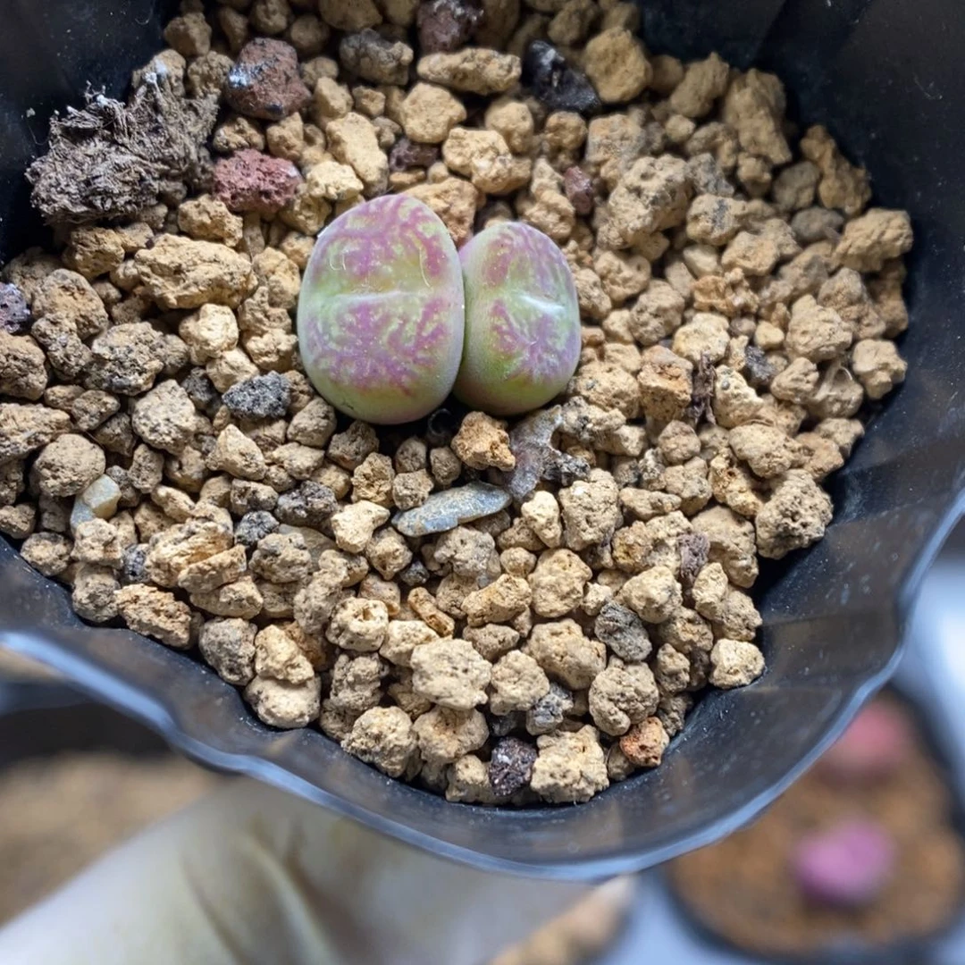 多肉植物肉锥杂交K-3572 墨杂