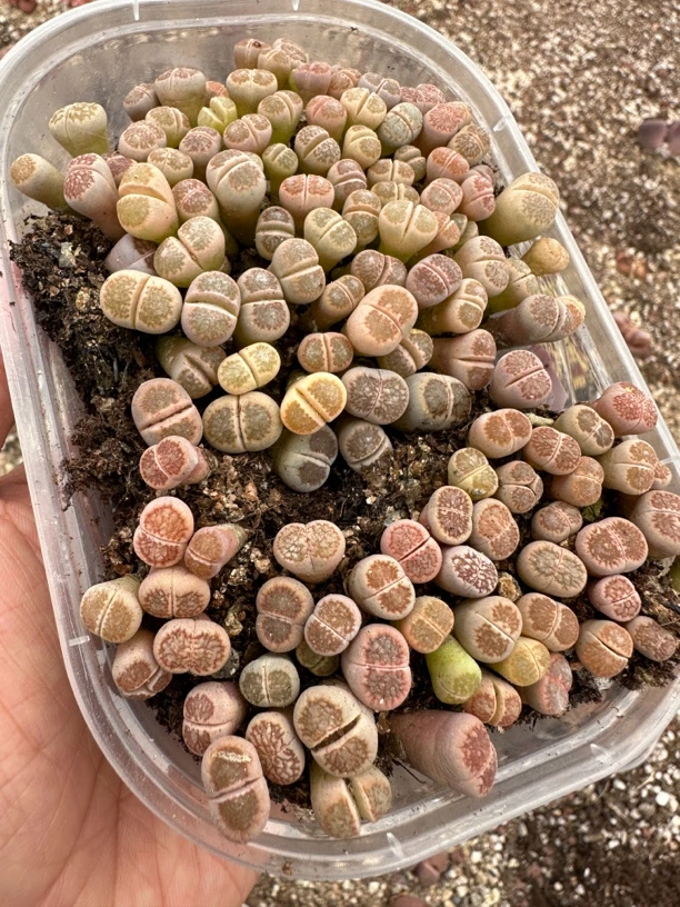 生石花红窗菊小苗新粉限量福利一份三四图为母本照。