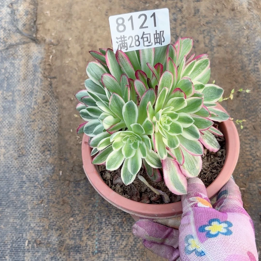 D.     8121海王多肉