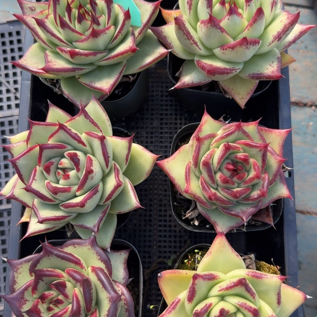 从前慢花园多肉编号1123.113